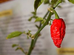 Ghost Chili Pepper Powder Ghost Chili Pepper Powder