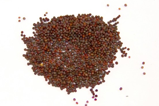 Whole Brown Mustard Seed (1 lb.) Whole Brown Mustard Seed (1 lb.)